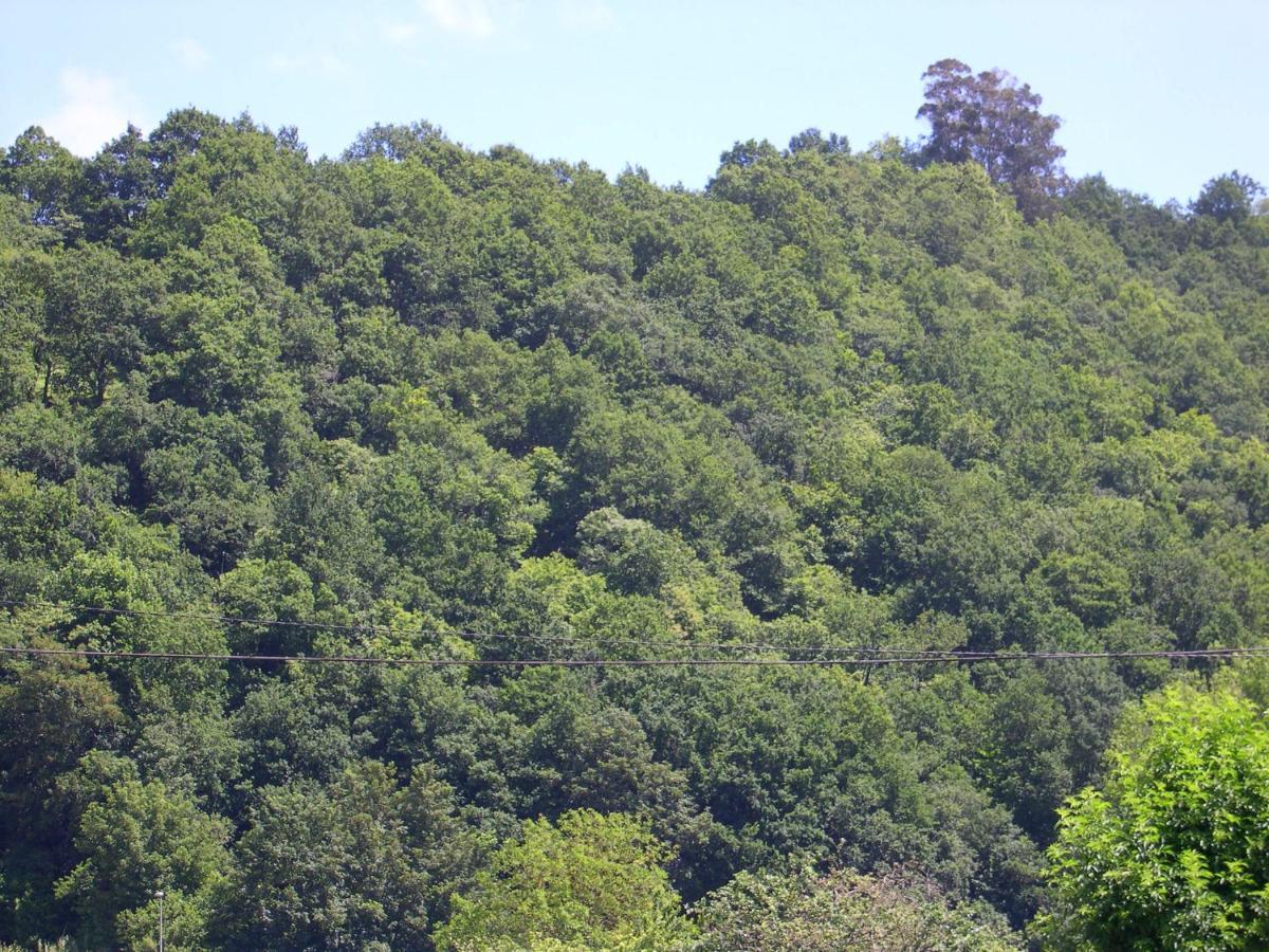 Apartamento En Contranquil Daire Onís Dış mekan fotoğraf